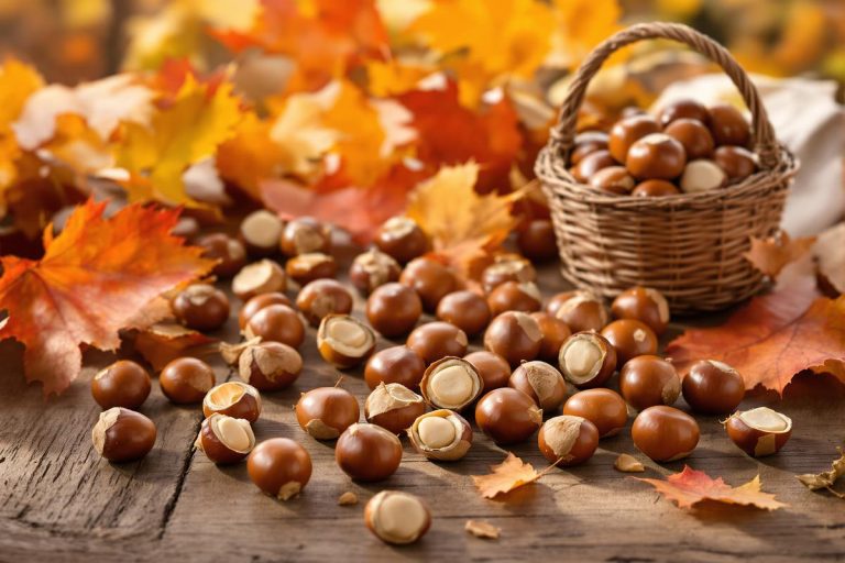 Vous venez de ramasser ou d’acheter des châtaignes ? Voici comment bien les conserver.jpg
